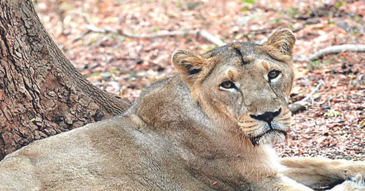 Lioness Srishti goes missing, found after 24-hour search